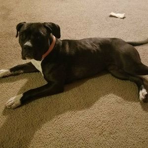 Meet your Posher, Tony